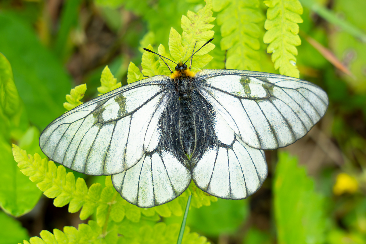 ウスバシロチョウ・・・和名と見た目に騙されないように - 昆虫散歩道