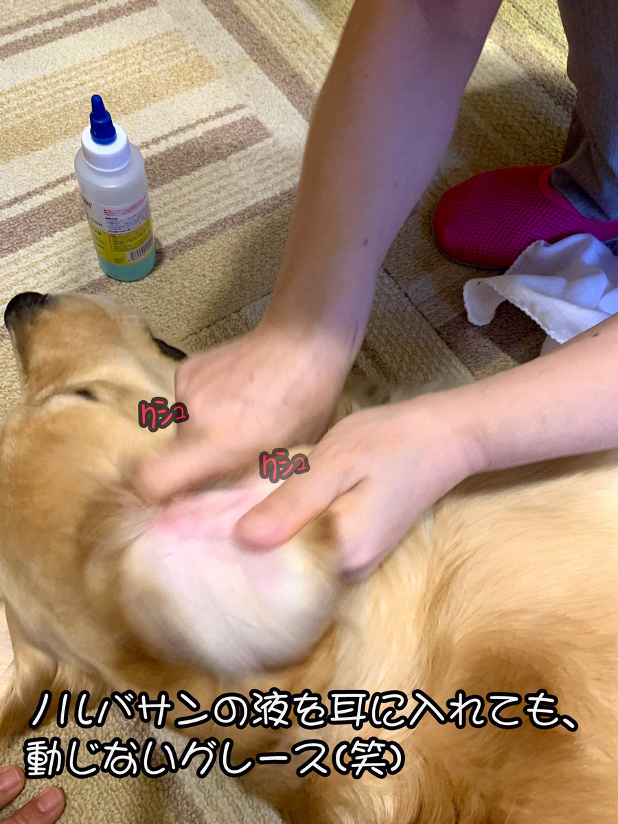 マラセチア皮膚炎を再発したゴールデンレトリバー 犬２頭と一緒に暮らす