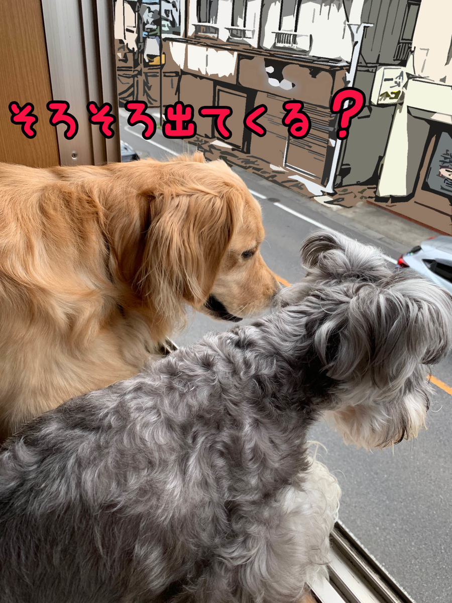 f:id:ysnyn658:20190827130034j:plain