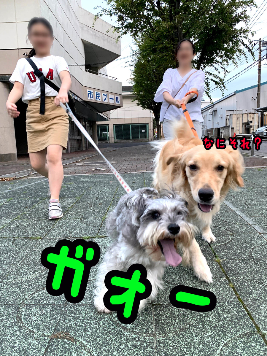 f:id:ysnyn658:20190914065722j:plain f:id:ysnyn658:20190914065722j:plain