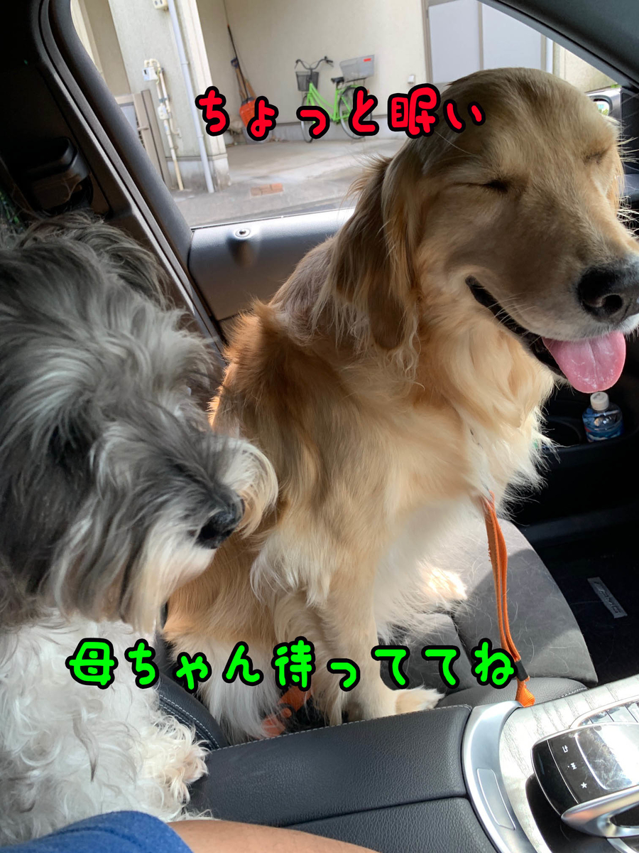 ゴールデンレトリバーを車に乗せると後処理が大変 犬2頭と一緒に暮らす ゴールデンレトリバーを車に乗せると後処理が大変 犬2頭と一緒に暮らす
