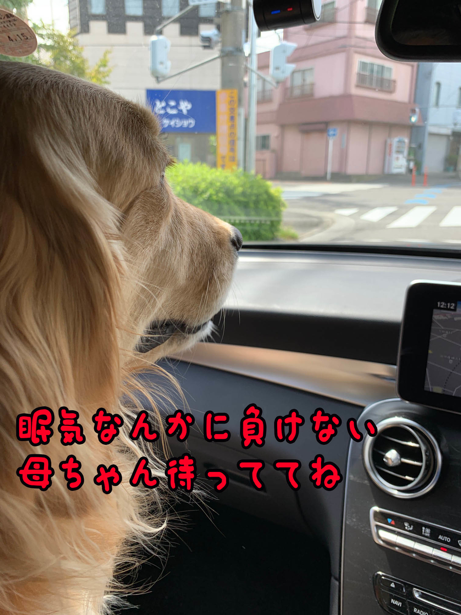 ゴールデンレトリバーを車に乗せると後処理が大変 犬2頭と一緒に暮らす ゴールデンレトリバーを車に乗せると後処理が大変 犬2頭と一緒に暮らす