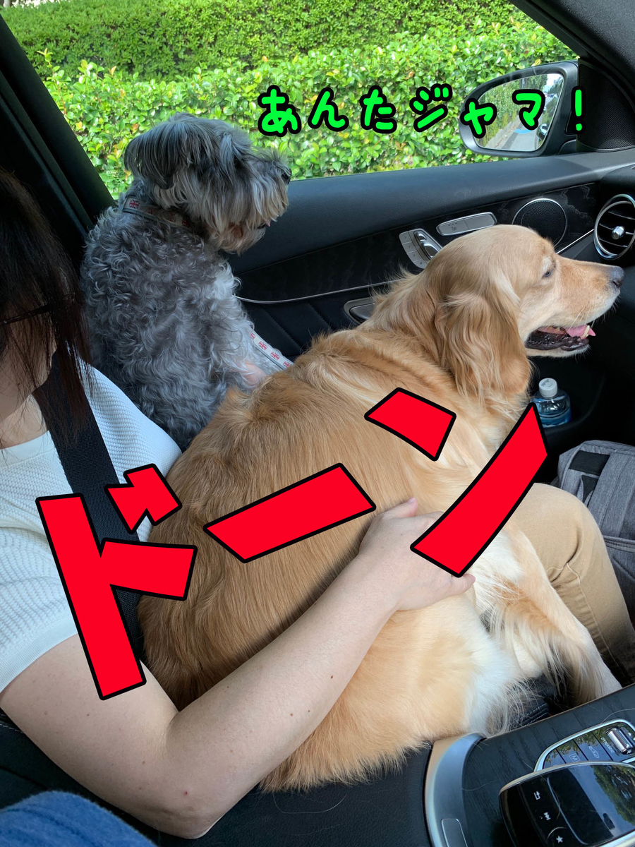 ゴールデンレトリバーを車に乗せると後処理が大変 犬2頭と一緒に暮らす ゴールデンレトリバーを車に乗せると後処理が大変 犬2頭と一緒に暮らす