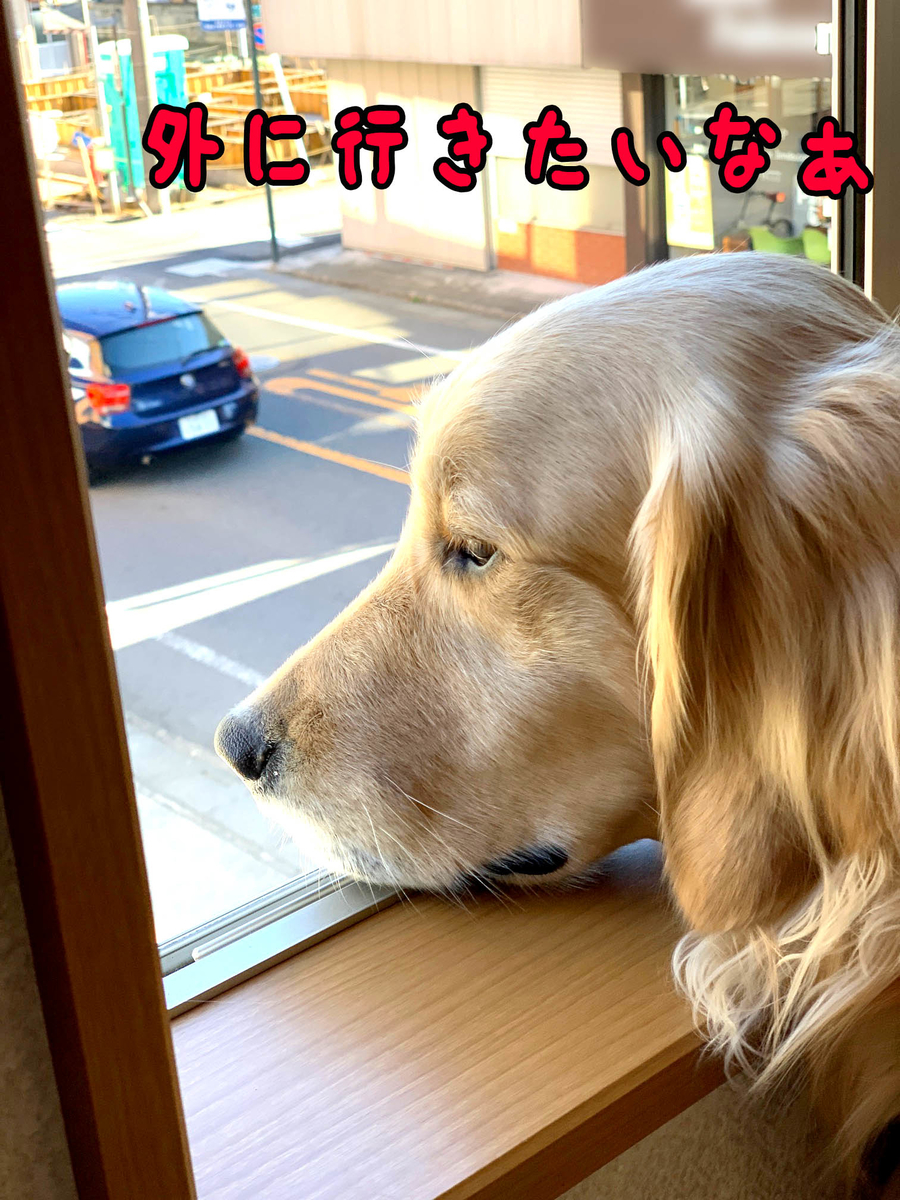 甘えるゴールデンレトリバーの演技に嫌気を示すミニチュアシュナウザー 犬２頭と一緒に暮らす