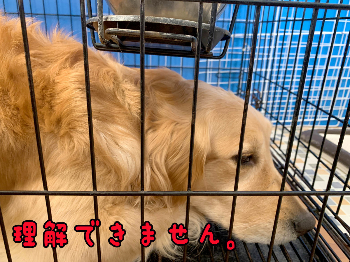 f:id:ysnyn658:20200224191417j:plain f:id:ysnyn658:20200224191417j:plain