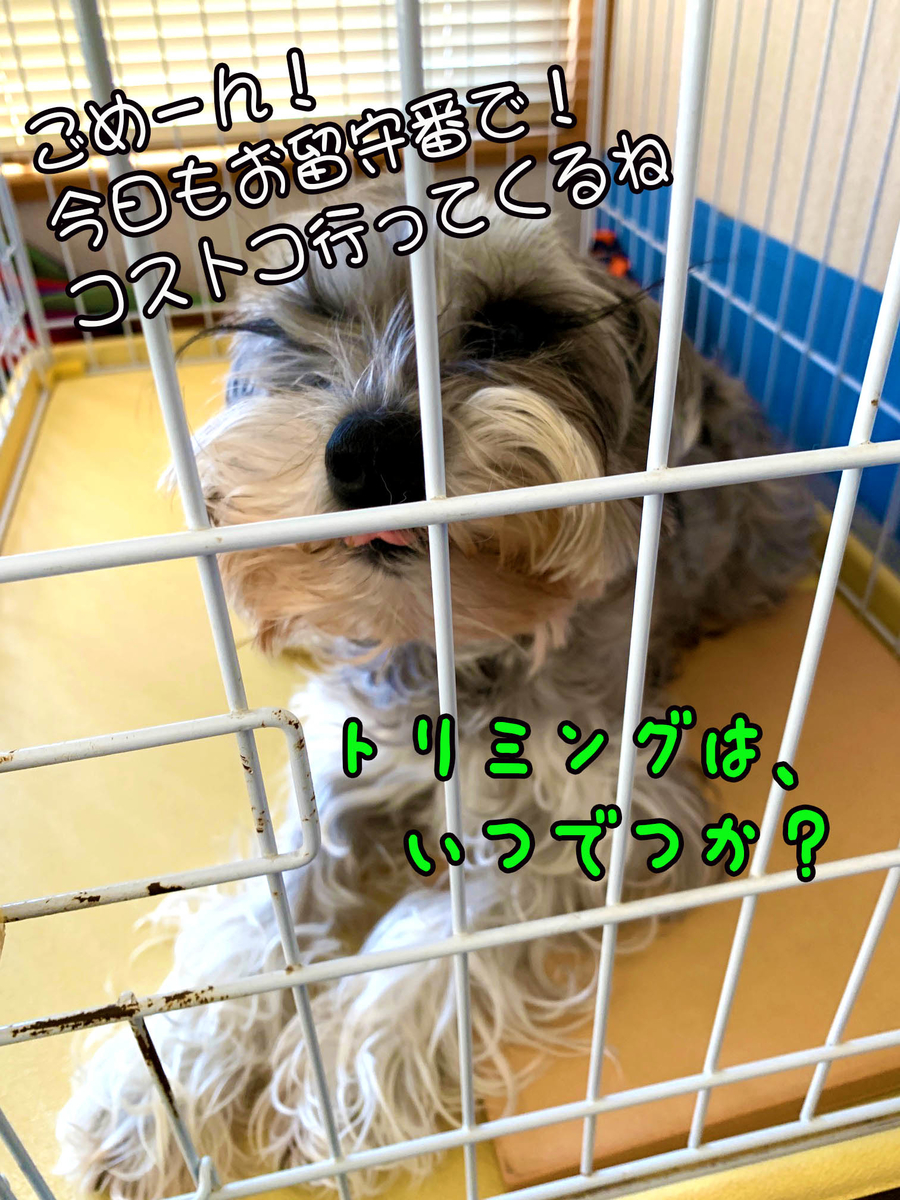 f:id:ysnyn658:20200228134610j:plain f:id:ysnyn658:20200228134610j:plain