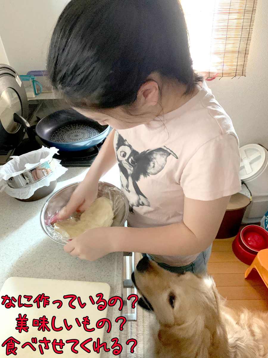 そうだ 娘と一緒にバスクチーズケーキを作ろう 犬2頭と一緒に暮らす そうだ 娘と一緒にバスクチーズケーキを作ろう 犬2頭と一緒に暮らす