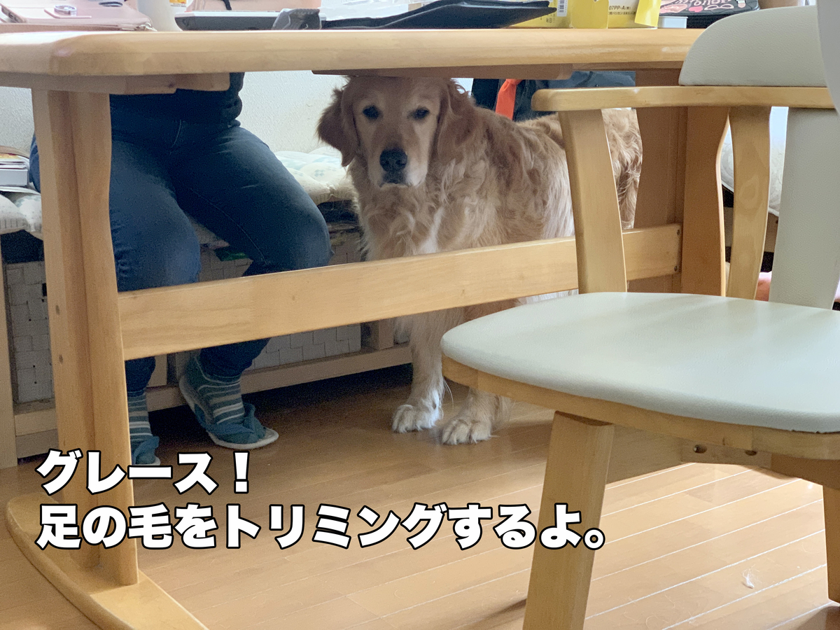 足裏の毛を処理するのが嫌いなゴールデンレトリバー 犬２頭と一緒に暮らす