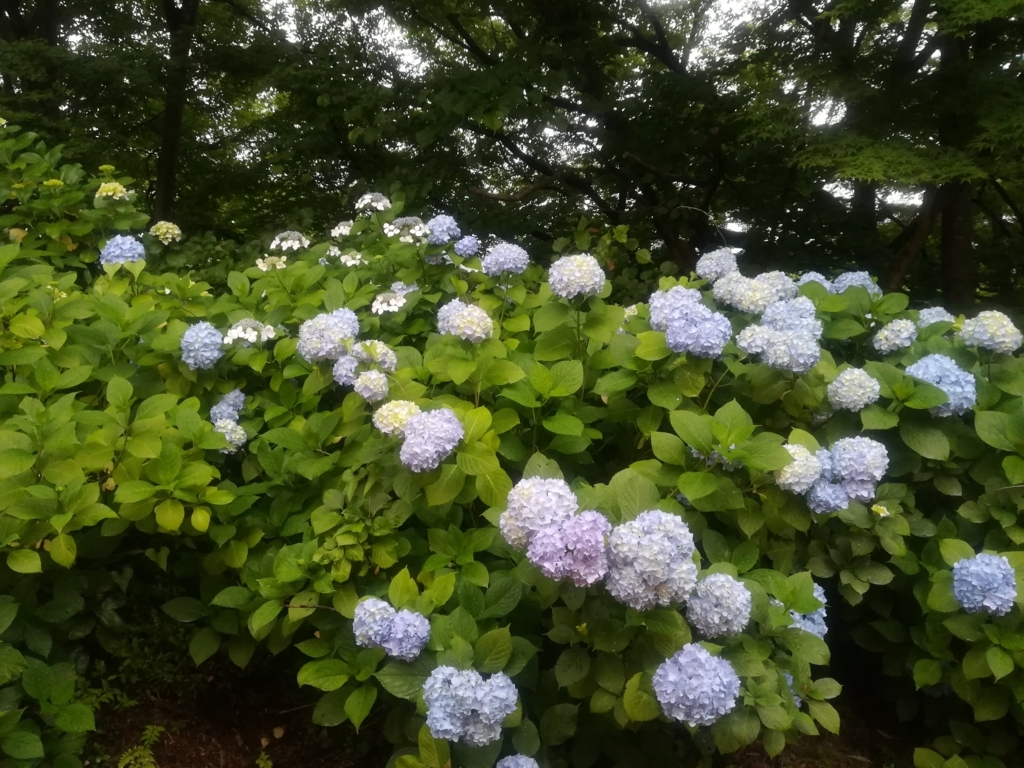 f:id:ysrkotori:20180801113723j:plain f:id:ysrkotori:20180801113723j:plain