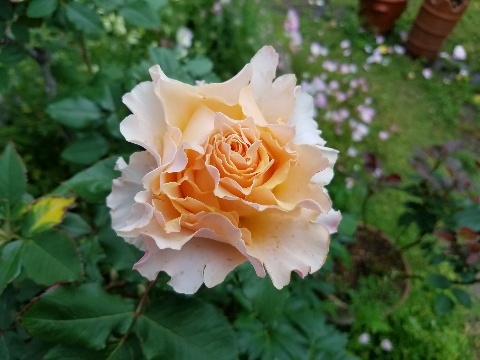 f:id:yst_happy:20180620102030j:plain f:id:yst_happy:20180620102030j:plain