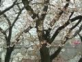 [建築]桜