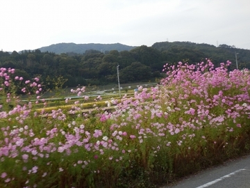 イメージ 33