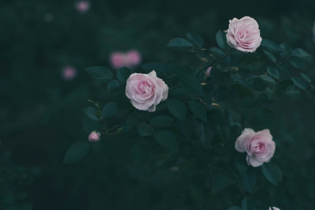 f:id:ysymoch:20161224004657j:plain