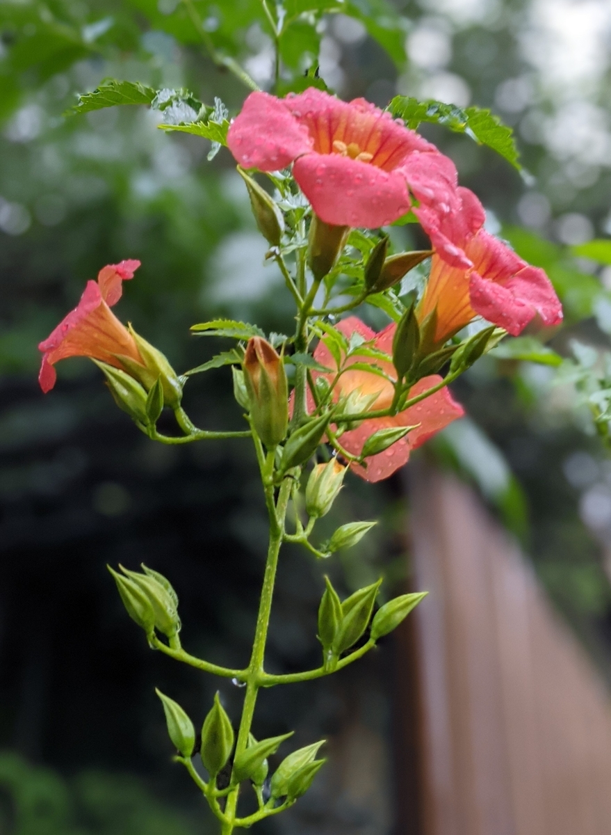 ノウゼンカズラ 凌霄花 たかちゃんの一日一枚