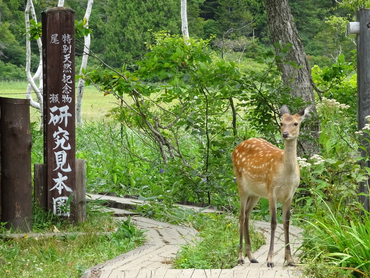 尾瀬ヶ原に現れた鹿 - たかちゃんの一日一枚