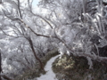 [冬][霧氷][雲仙]