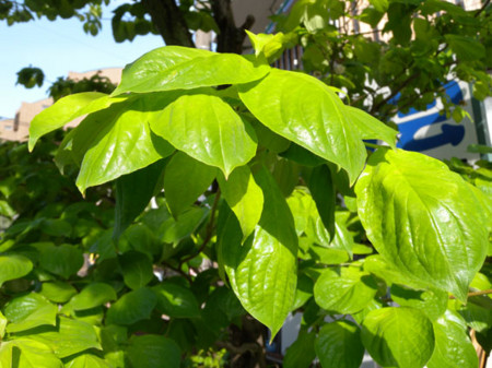 f:id:ytoma:20110523094633j:image