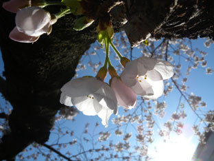 f:id:ytoma:20120404174708j:image f:id:ytoma:20120404174708j:image