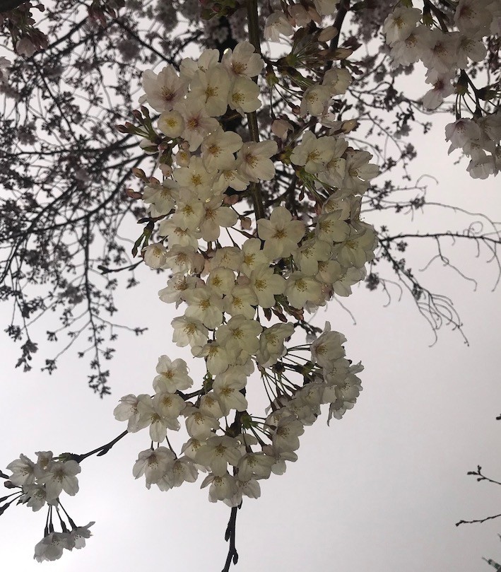 f:id:ytoma:20190331131451j:plain