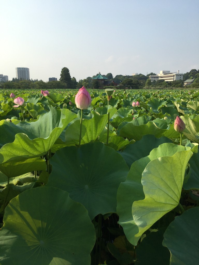 f:id:ytomiyama:20180804162120j:plain f:id:ytomiyama:20180804162120j:plain