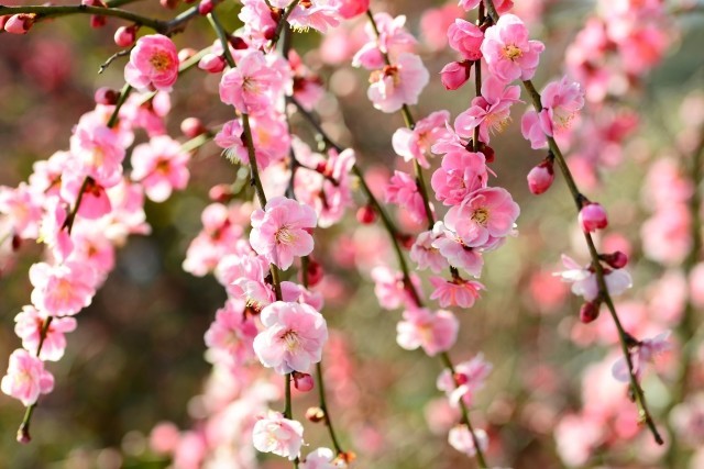 f:id:ytomiyama:20190201094323j:plain f:id:ytomiyama:20190201094323j:plain