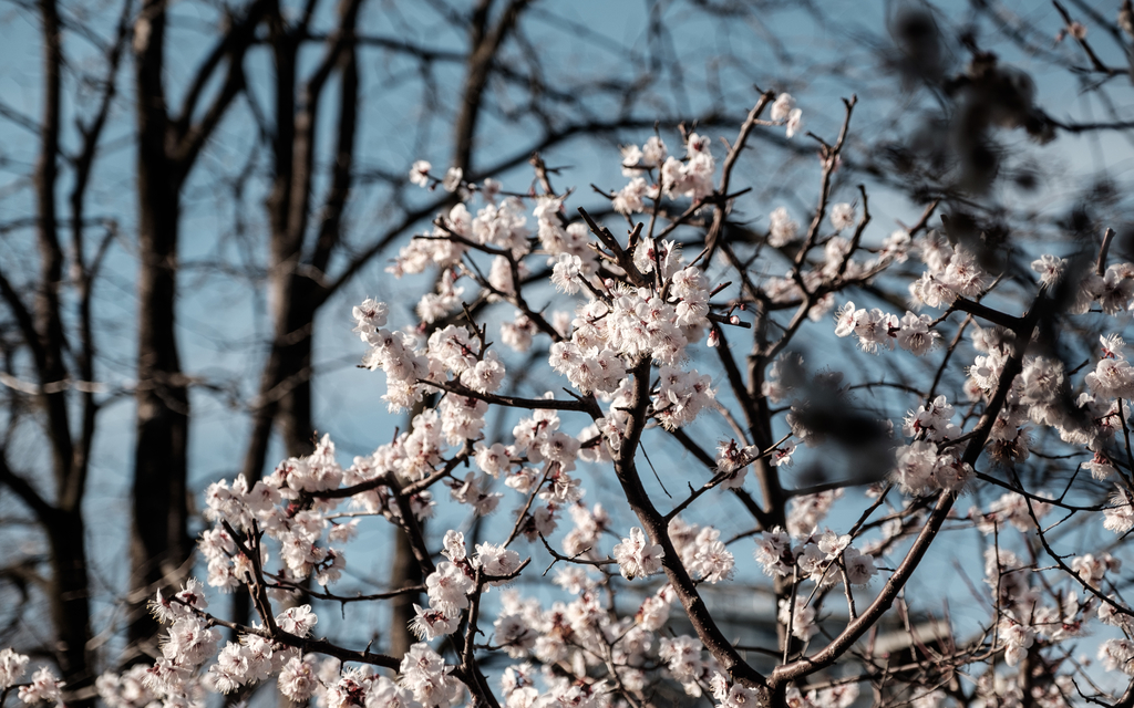 f:id:ytsunetsune:20190309162741j:plain