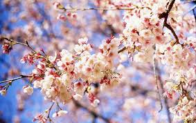 f:id:ytt-miho:20170331091453j:plain f:id:ytt-miho:20170331091453j:plain
