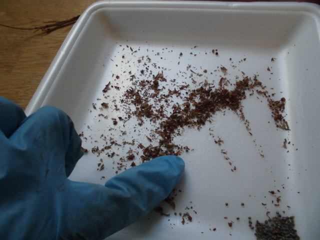 f:id:ytyaru:20210722181749j:plain