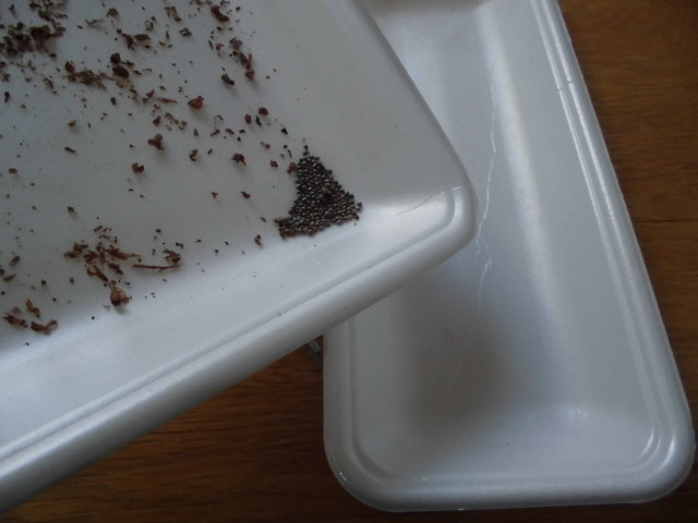 f:id:ytyaru:20210722181941j:plain