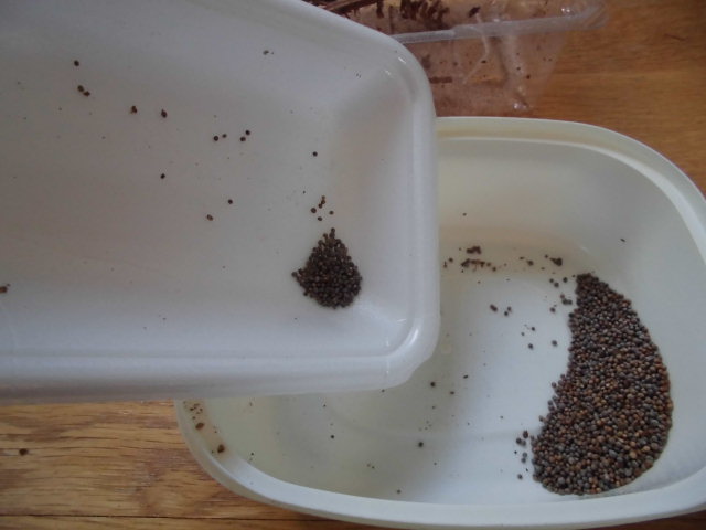 f:id:ytyaru:20210722182033j:plain