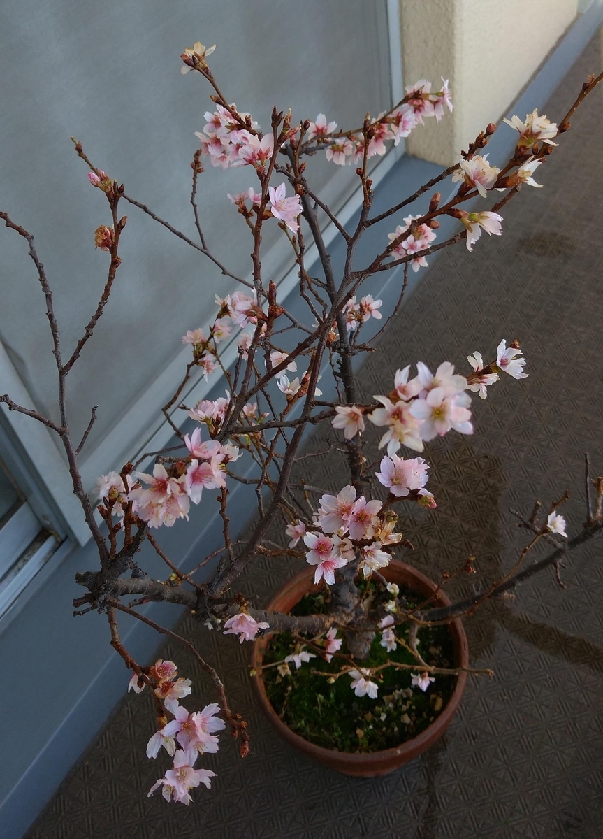 f:id:yu-kakeibo:20220317091537j:plain