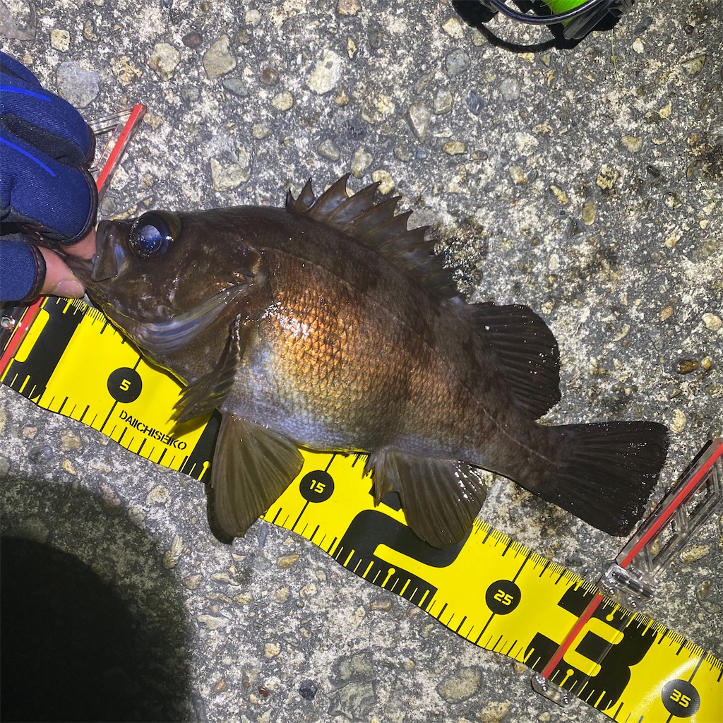 f:id:yu-kin-fishing:20200315024720j:plain f:id:yu-kin-fishing:20200315024720j:plain