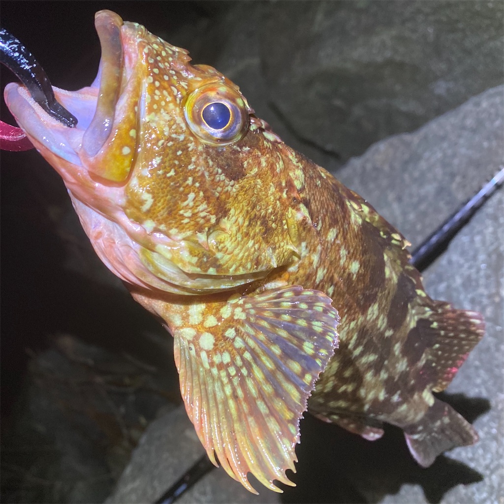 根魚が好むワームとなるか Yu Kinの 大自然に感謝っ