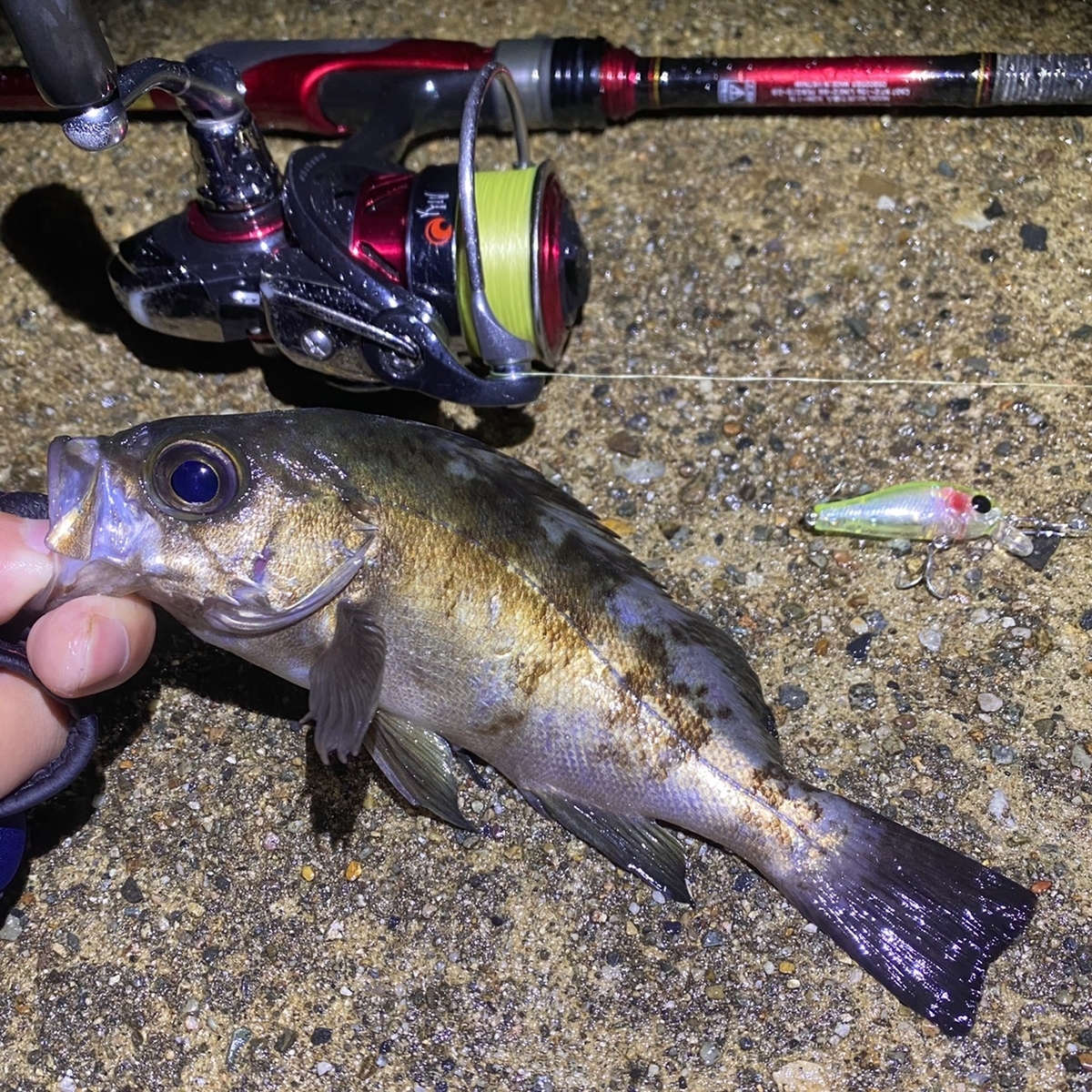 春夏新作モデル ダイワ DAIWA メバリングロッド メバリングX 78L-T 釣り竿 materialworldblog.com 春夏新作モデル ダイワ DAIWA メバリングロッド メバリングX 78L-T 釣り竿 materialworldblog.com