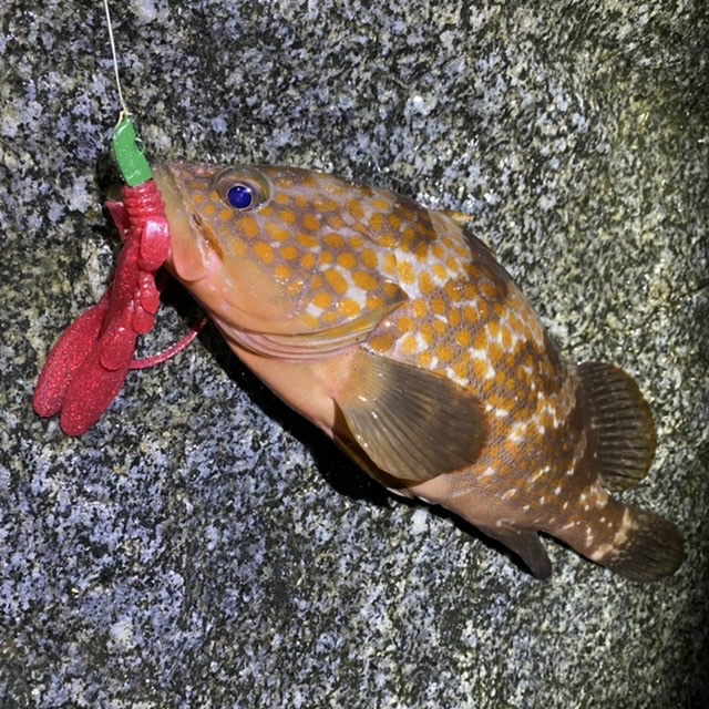 キジハタ アコウ を バグアンツ ジグヘッド で狙ってみる Yu Kinの 大自然に感謝っ
