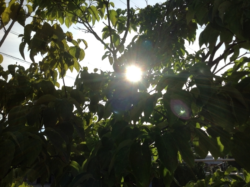 f:id:yu-me11:20120718171056j:image