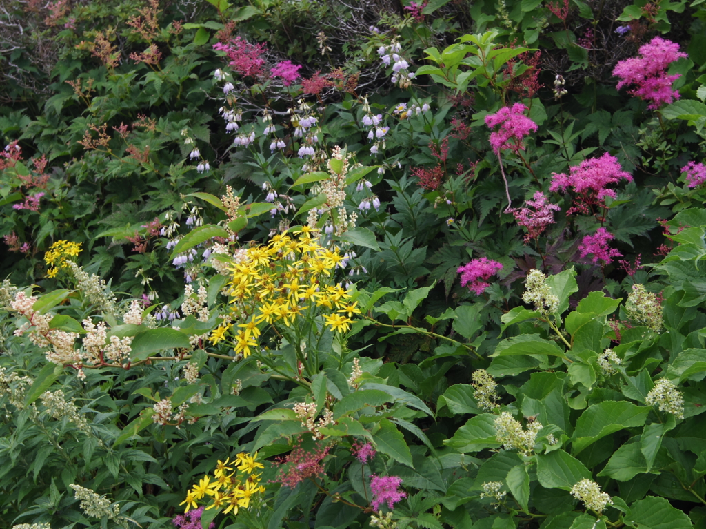 f:id:yu-snfkn:20170503171908j:plain