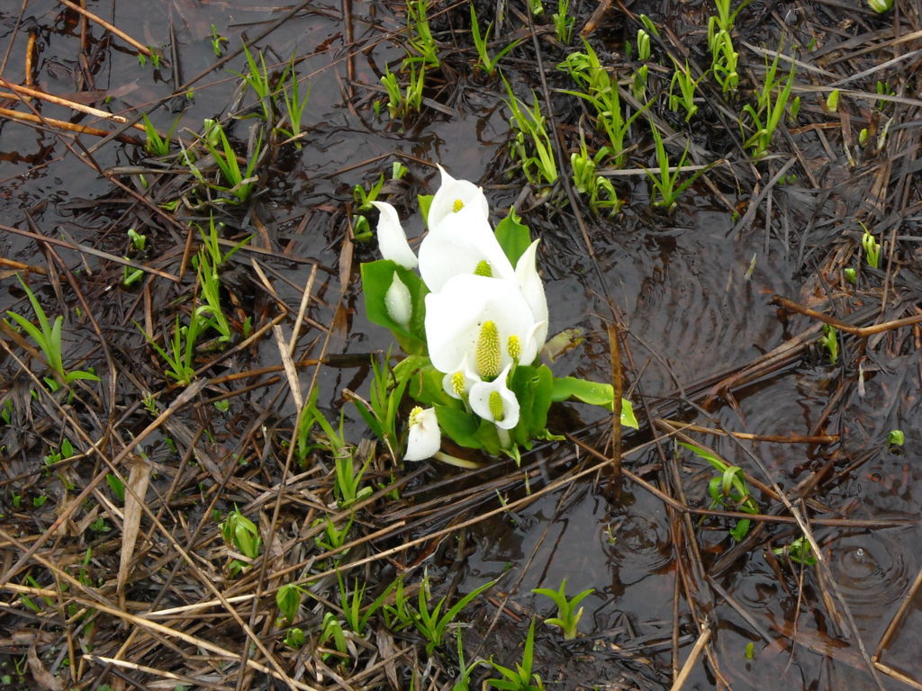 f:id:yu-snfkn:20180531222225j:plain