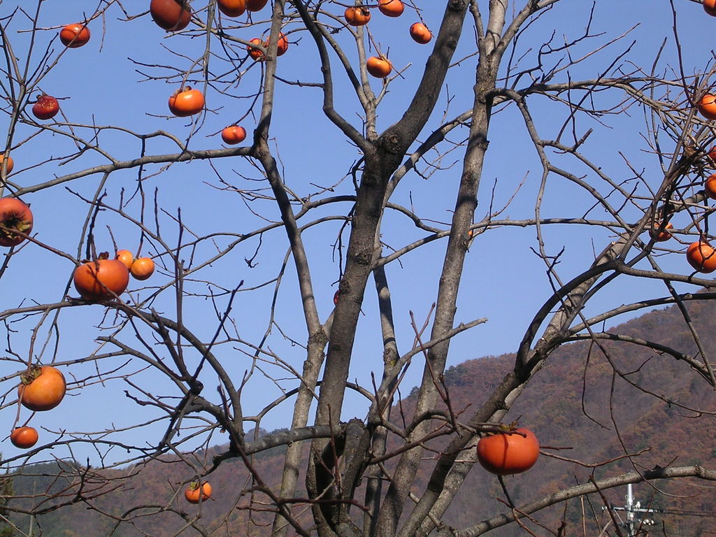 f:id:yu-snfkn:20180913092123j:plain f:id:yu-snfkn:20180913092123j:plain