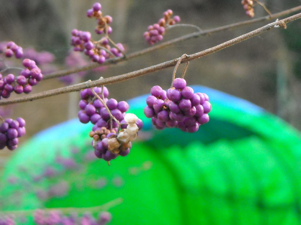 f:id:yu-snfkn:20180913092535j:plain f:id:yu-snfkn:20180913092535j:plain