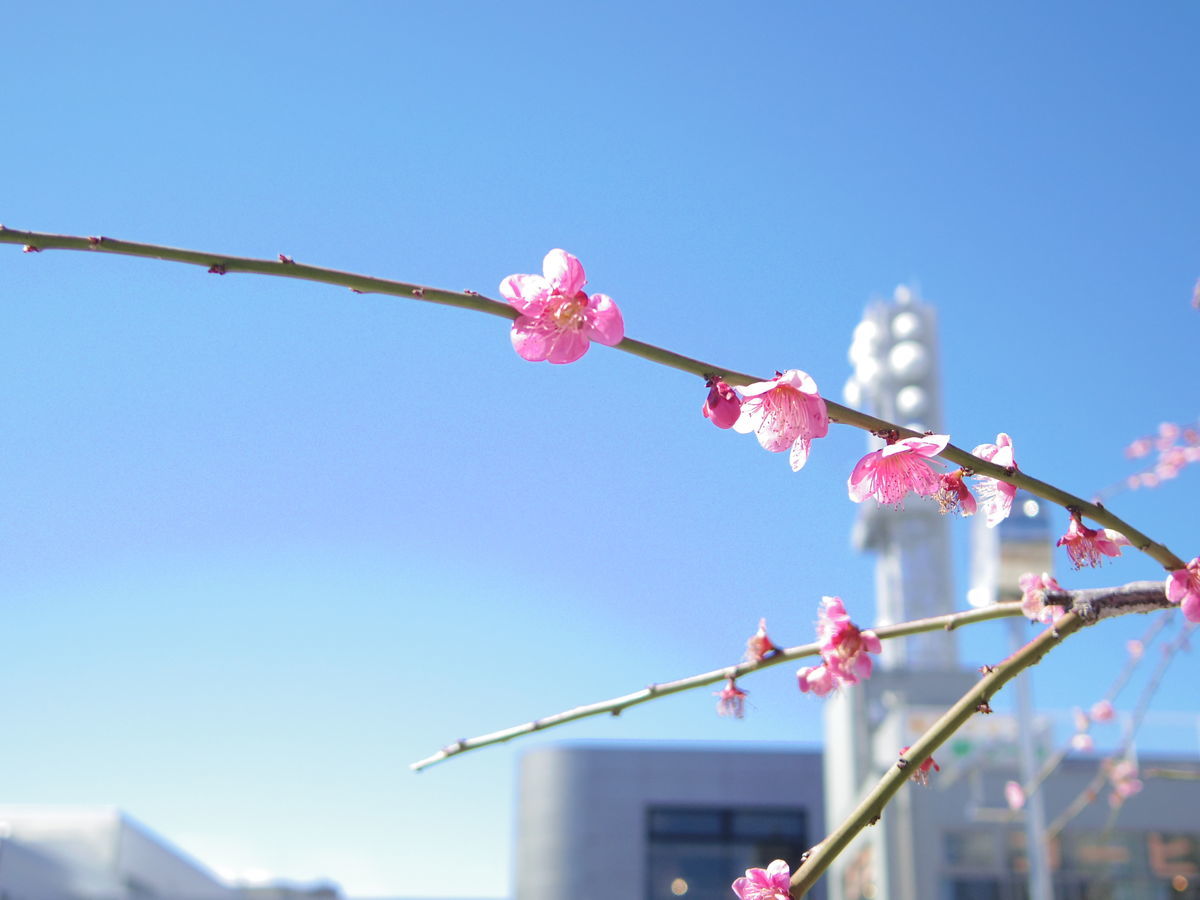 f:id:yu-snfkn:20190315225757j:plain