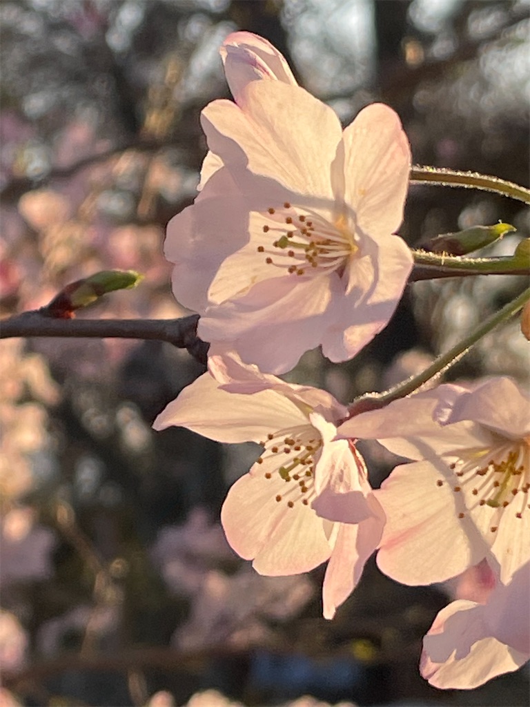 f:id:yu-spleen:20210331102954j:image