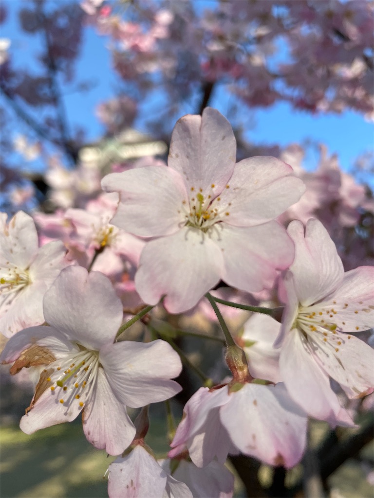 f:id:yu-spleen:20210331103042j:image