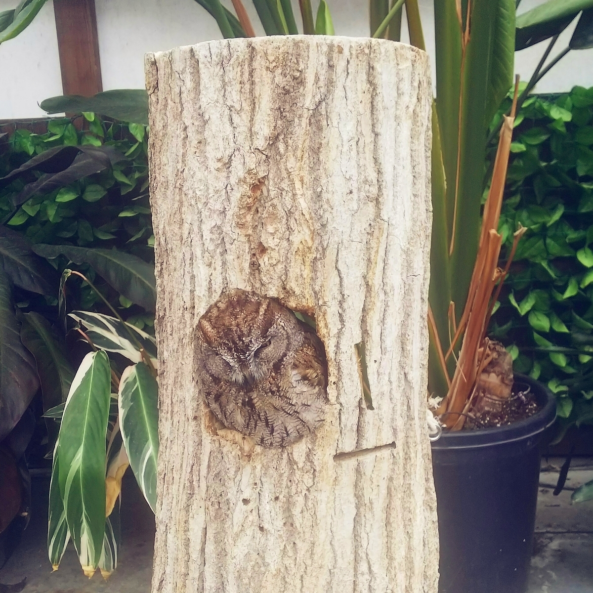 f:id:yu-tana:20190514005004j:plain f:id:yu-tana:20190514005004j:plain