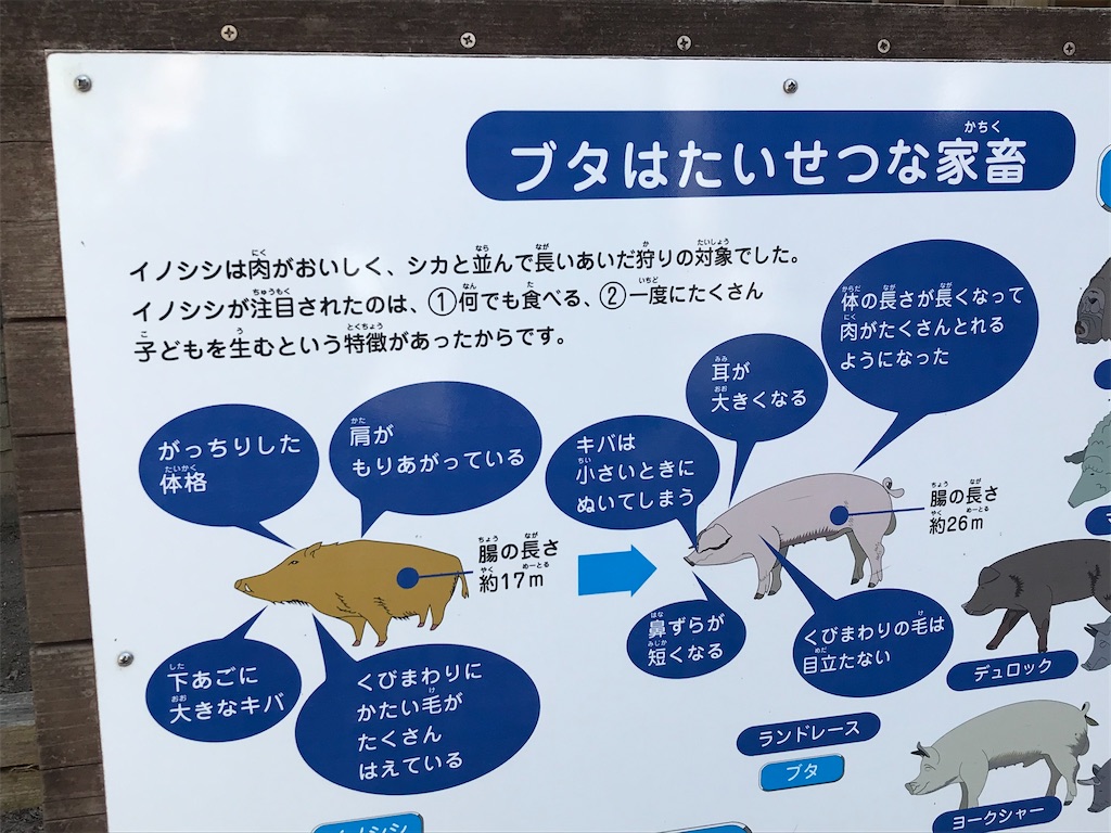 f:id:yu-totto:20200202222905j:image