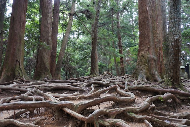 木の根