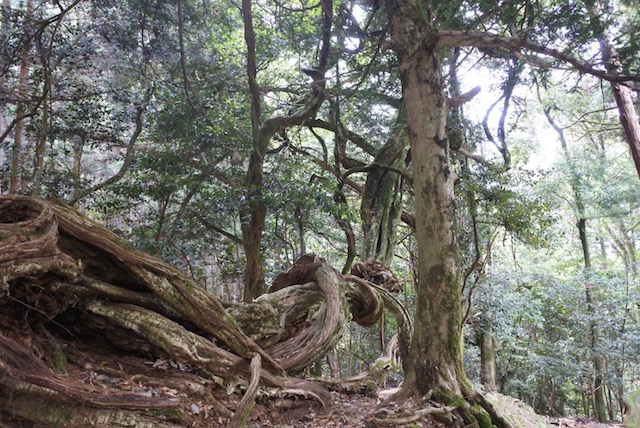 下山途中、荒々しい木々も