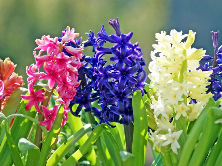 f:id:yu62ballena:20190522092921j:plain