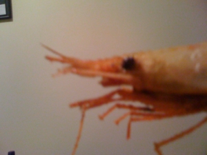 f:id:yu666:20110122195824j:image f:id:yu666:20110122195824j:image