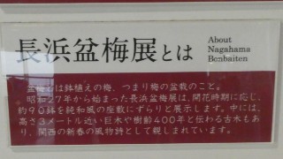 長浜盆梅展解説写真